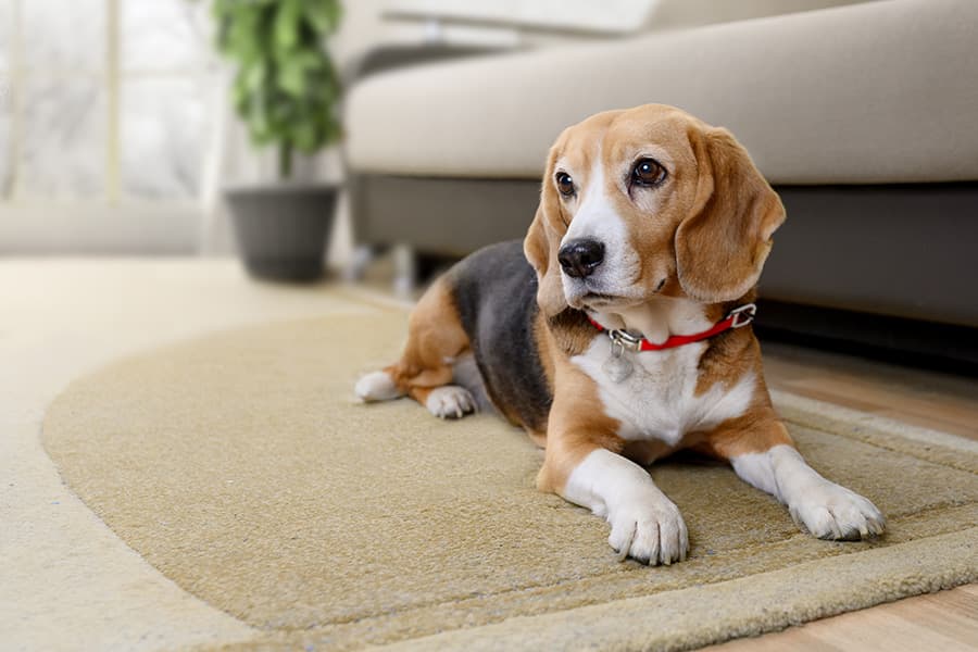 Before - Replace any Thing